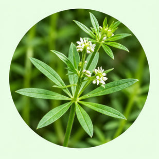 Amor de Hortelano (Cleavers)